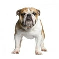 thumbnail image 2 of English Bulldog 3 Years Wall Decal by Wallmonkeys Peel and Stick Graphic (36 in H x 27 in W) WM230296, 2 of 4