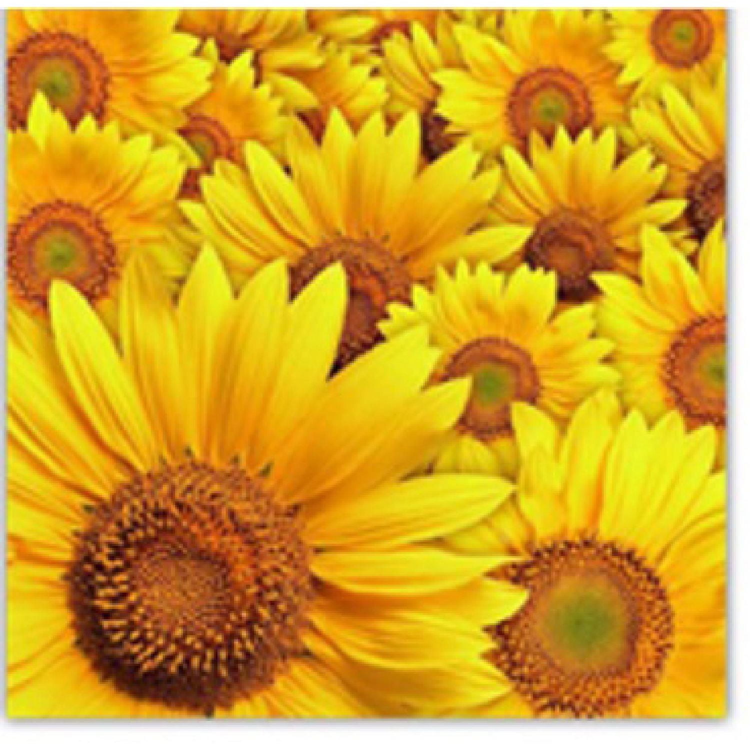 20 Pack Luncheon 3 Pli Sunflower De Serviette - Ensemble De 6