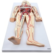 Axis Scientific Human Circulatory System Model, Half Life-Size, Realistic, Detailed Arteries and Veins Model with Thoracic Organs, Includes a Product Manual