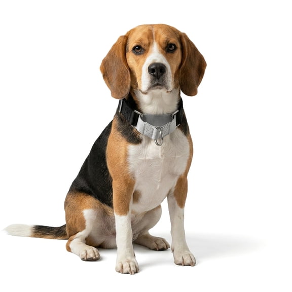 Petco Martingale Webbing Training Dog Collar Black/Grey Small