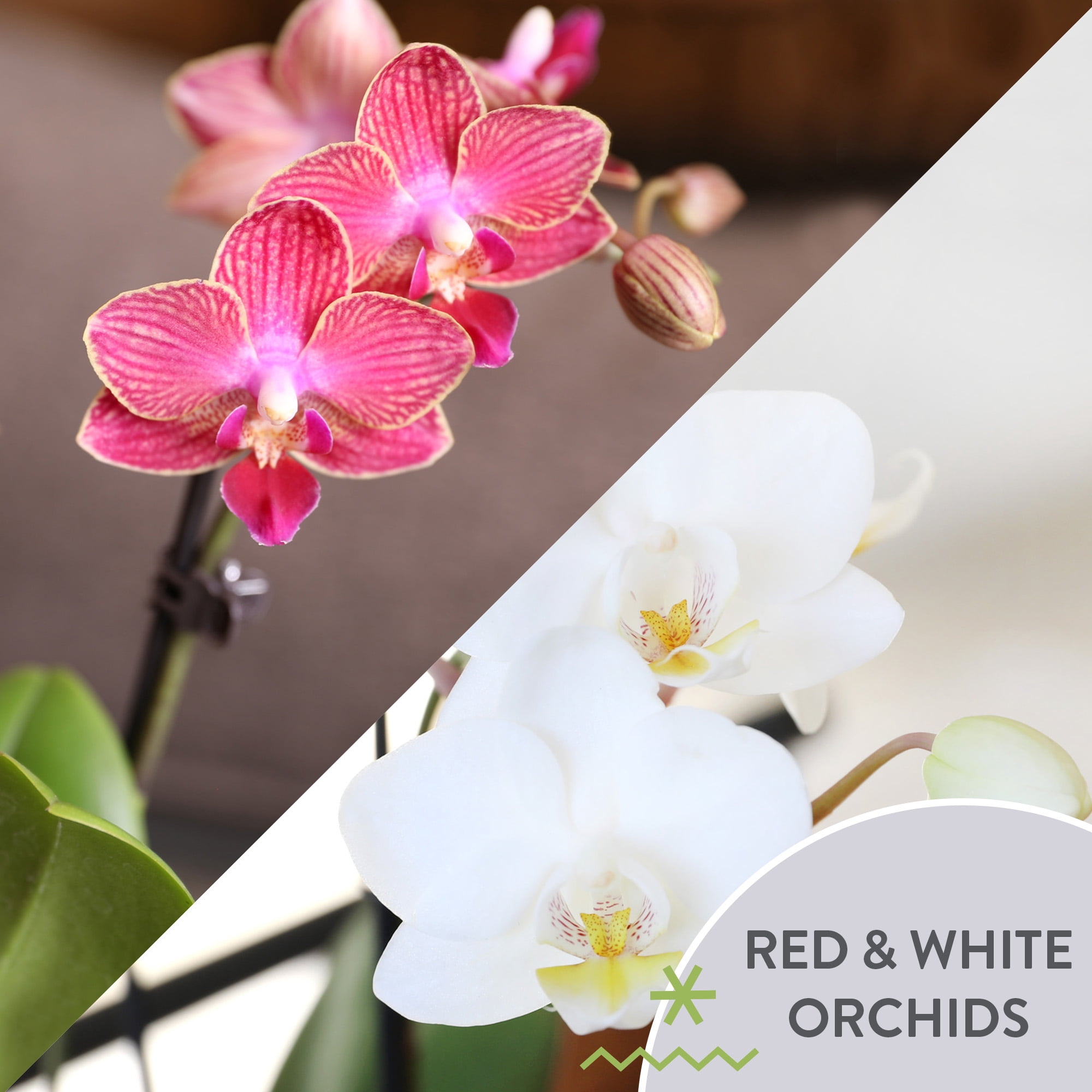 Just Add Ice 6-10" Red and White Orchid Duo Live Plants in 4" White Ceramic Planter with Merry Christmas Pick, House Plant