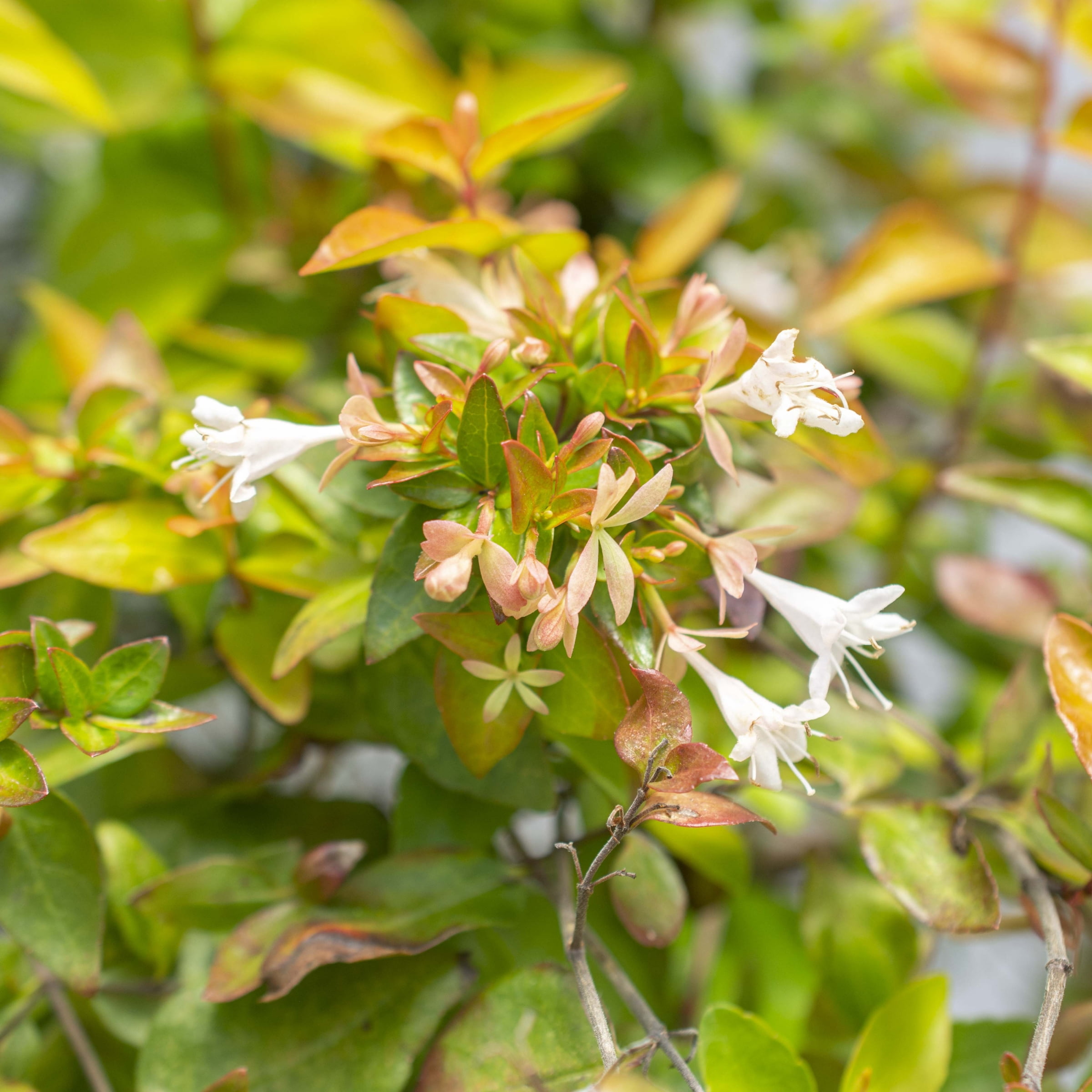 Plant with Purpose 2.25 gal Abelia Peach Perfection Live Shrub