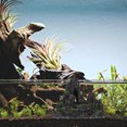 thumbnail image 1 of SEWCHICS Ornements de Rocher pour Aquarium de Tortue Modélisation Réaliste Résine 1ensemble, 1 of 5