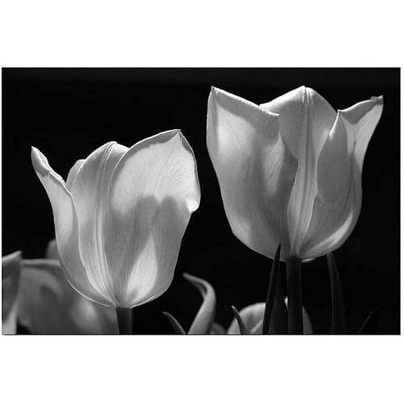 Trademark Fine Art "Tulips IX" Canvas Art by Martha Guerra, 16x24