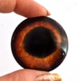 thumbnail image 2 of Deep Amber Dog Glass Eyes, 2 of 11