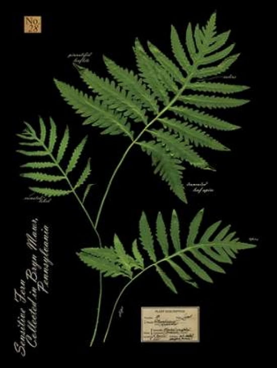 Sensitive Fern Canv