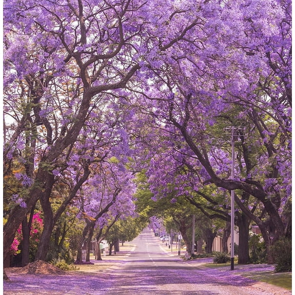 TomorrowSeeds - Jacaranda Purple Tree Seeds - 150 Count - For 2026 Planting Jacaranda Mimosifolia
