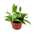 thumbnail image 4 of Hoya Rangsan, 6 inch Latifolia, Pink Flower Vining Wax Plant, 4 of 8