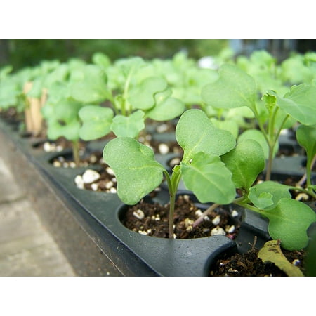 Broccoli Sprouting Seeds, 10 Pounds — Kosher, Sproutable, Raw, Vegan — by Food to Live