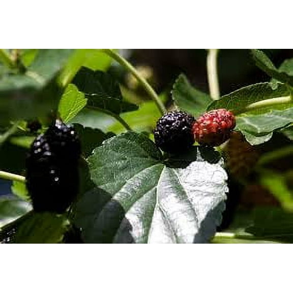 Daylily Nursery Mulberry Live Plant with 4in Pot