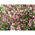 Weigela florida, Shrub Seeds (Fast, Showy, Hardy, Hummingbirds