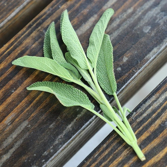 Sage Fanni Organic Seed