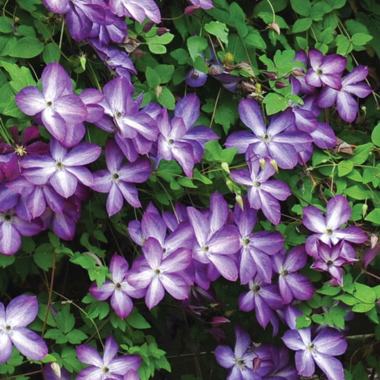 Expert Gardener Clematis Venosa Violacea - Perennial, Multi-Color