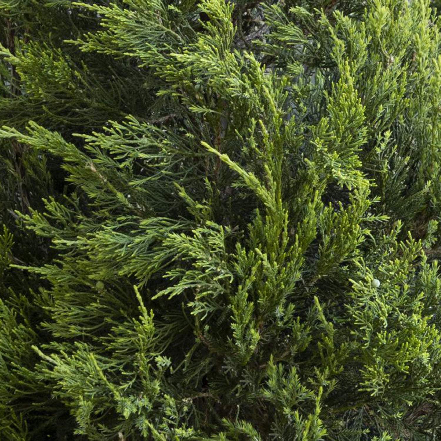 Expert Gardener 3-4 ft. tall Hetzi Columnaris Juniper Live Tree in 7- Gallon Grower Pot