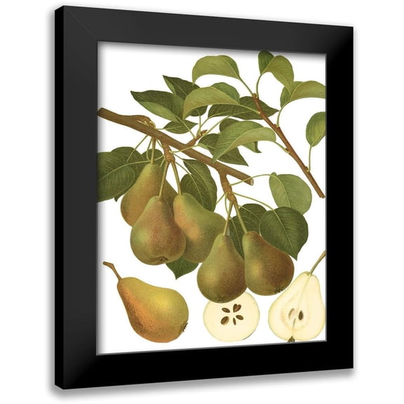 Vision Studio 12x14 Black Modern Framed Museum Art Print Titled - Pear Varieties III