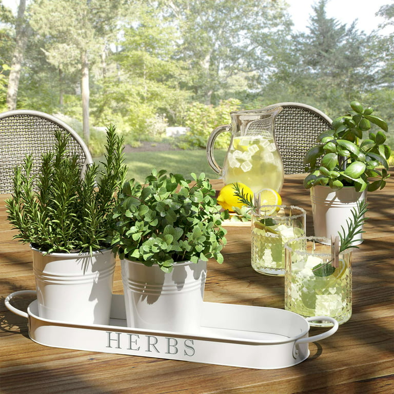 potted herb plants