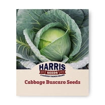 Harris Seeds Cabbage Bravo F1, Treated Hybrid, 10,000 Count