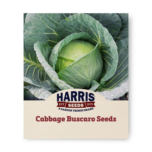 Harris Seeds Cabbage Bravo F1, Treated Hybrid, 10,000 Count