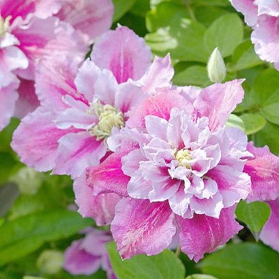 25 Double Pink & White Clematis Seeds – Climbing Perennial Vine Flower – Trellis Pergola Garden Plant