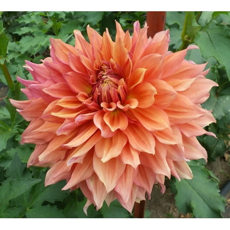 Fairway Spur Decorative Dinnerplate Dahlia 2 Bulb Clumps Fairway Spur Decorative Dinnerplate Dahlia 2 Bulb Clumps