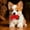 Red Kids Toys, variant on Limited Time Deal karymi Interactive Pet Chew Toy for Your Dogs and Cats Encourages Play and Oral Care with Robust Suitable for Indoor Use Kids Toys Summer Clearance up to 70% off