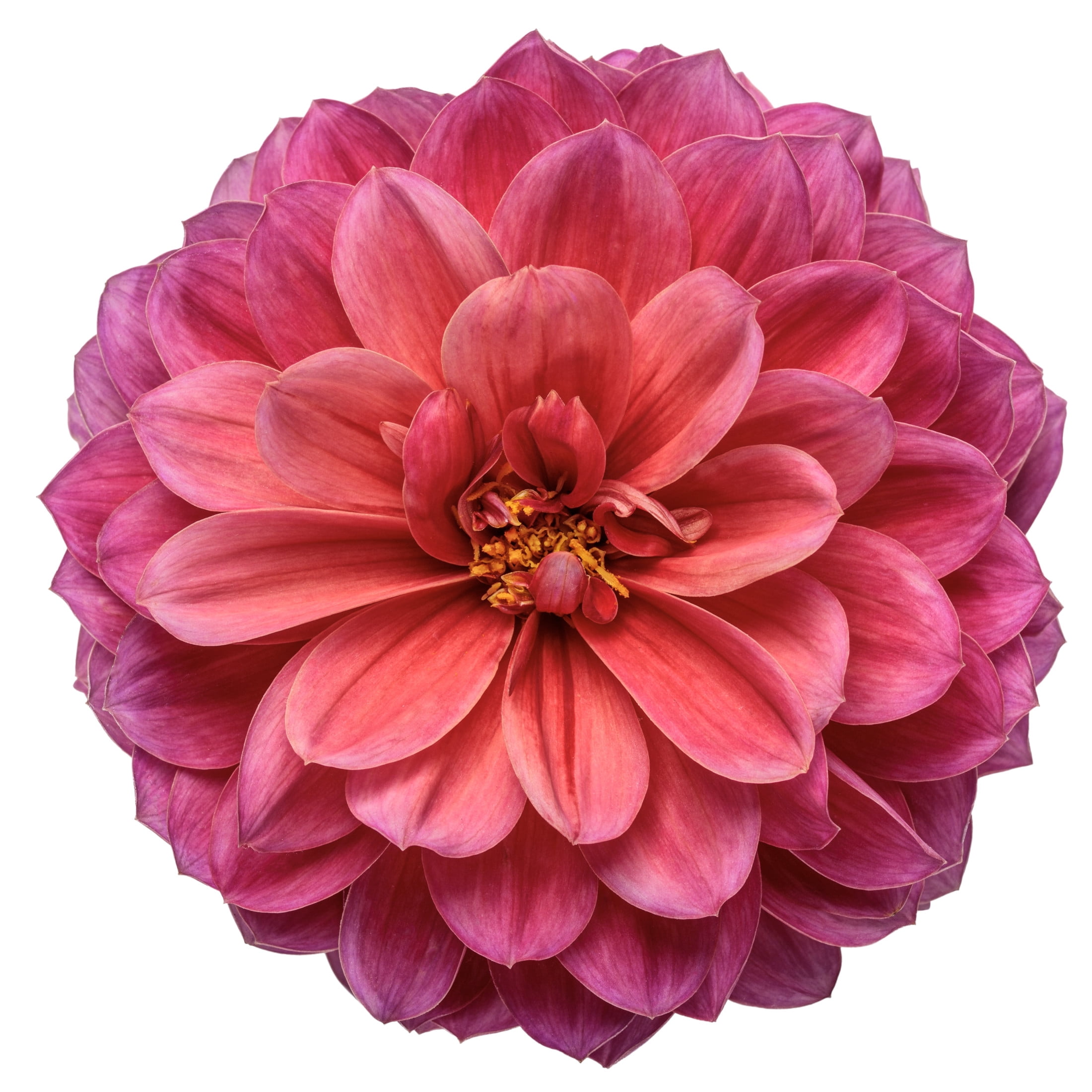 Proven Winners 8" Pink Virtuoso Rad Raz Dahlia Live Plant in 6.5" Pot