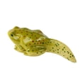 thumbnail image 4 of Insect Lore 468136 Cycles de Vie-Grenouille, 4 of 5