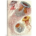 thumbnail image 1 of ARTCANVAS Jelly Fish Canvas Art Print by Ernst Haeckel - Size: 18" x 12" (0.75" Deep), 1 of 9