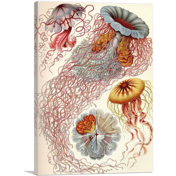 ARTCANVAS Jelly Fish Canvas Art Print by Ernst Haeckel - Size: 60" x 40" (0.75" Deep) (3-Piece)