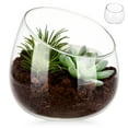 thumbnail image 1 of Glass Terrarium Clear Container For Plants Decorative Bowl Vase For Indoor Succulent Planters Flower Vase For Centerpieces, 1 of 8