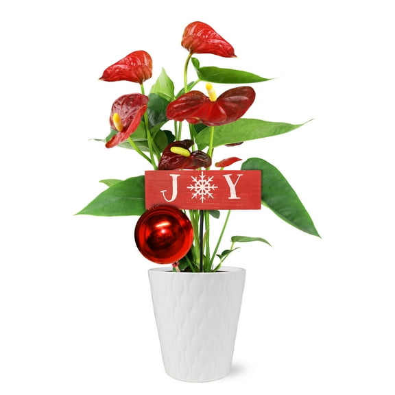 Just Add Ice 14-18" Tall Red Anthurium Live Plant in 5" White Ceramic Pot with Red Joy & Ornament, House Plant