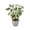 #0722-Green*C, variant on Cheapark Artificial Money Tree Bonsai Faux Floral Potted Decor lucky themed faux bonsai for living room entryway office elegant indoor home decorative potted ornament Gift