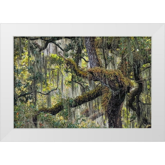 Jones, Adam 14x11 White Modern Wood Framed Museum Art Print Titled - Live oak trees draped in Spanish moss-Polk County-Florida