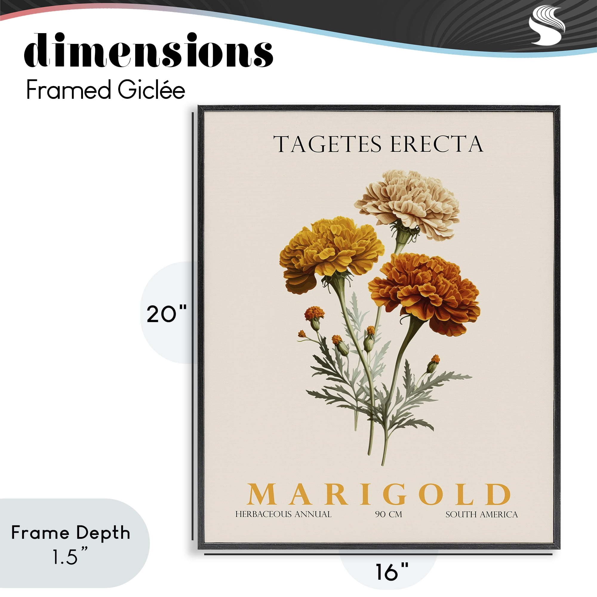 Stupell Industries Natural Marigold Bundle Black Framed Giclee Art, design by Christopher Giampietro