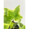 thumbnail image 4 of Algeriensis Ivy Hedera Variegata Live Plants | Elegant Evergreen Climber Indoor Sunlight Plant, 4 of 6