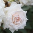thumbnail image 2 of Own-Root One Gallon Swan Lake Climbing Rose by Heirloom Roses, 2 of 3