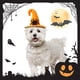 thumbnail image 5 of Disfraces de sombrero de bruja y murciélago calabaza para gatos y perros, ¡diversión para fiestas de Halloween! Delicias espeluznantes para mascotas, 5 of 5