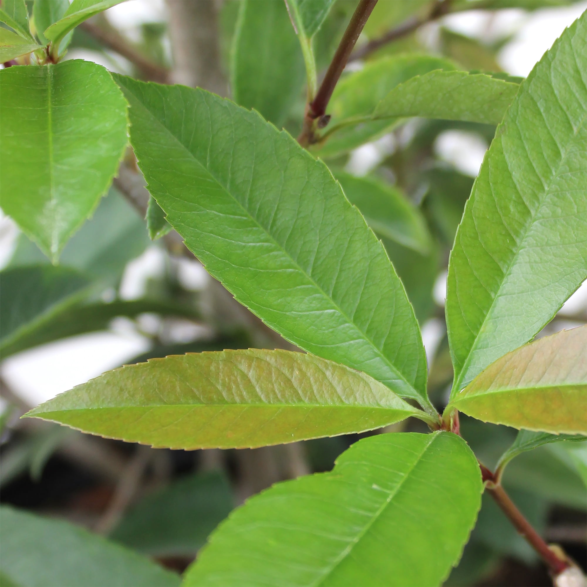 Expert Gardener Red Robin Photinia, 18-24 Tall, Live Shrubs for Garden, 2.25 gal Pot, Full Sun