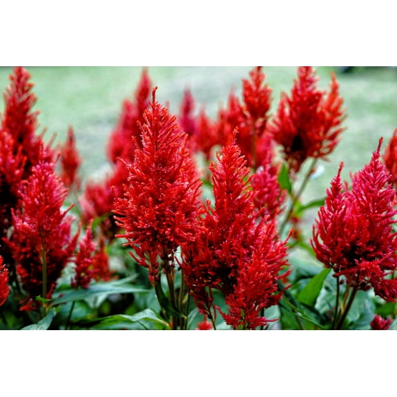 100 RED Forest Fire COCKSCOMB CELOSIA Plumosa Seeds