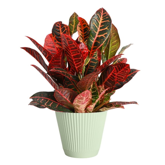 Live Petra Croton Plant - Air Purifying - 6" Decorative Pot Cover - Thorsen's Greenhouse