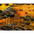 thumbnail image 2 of OBrien, Jay 24x20 Gold Ornate Wood Framed with Double Matting Museum Art Print Titled - West Virginia, Davis Autumn reflections on pond, 2 of 4