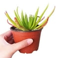 thumbnail image 4 of Crassula Devil’s Horns Succulent (4 inch), 4 of 5