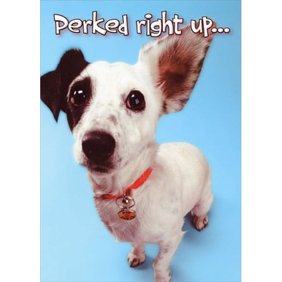 Designer Greetings Dog Ear Perked Right Up Funny / Humorous Congratulations Card