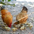 thumbnail image 4 of OULII Herramienta De Gancho Para Captura Rápida Y De Pollos En Granjas, 4 of 8
