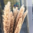 thumbnail image 3 of Dried Reed Decor  15Pcs Reed Grass Bouquet for Wedding Boho Flowers Home Table Decor  Rustic Farmhouse Party, 3 of 8
