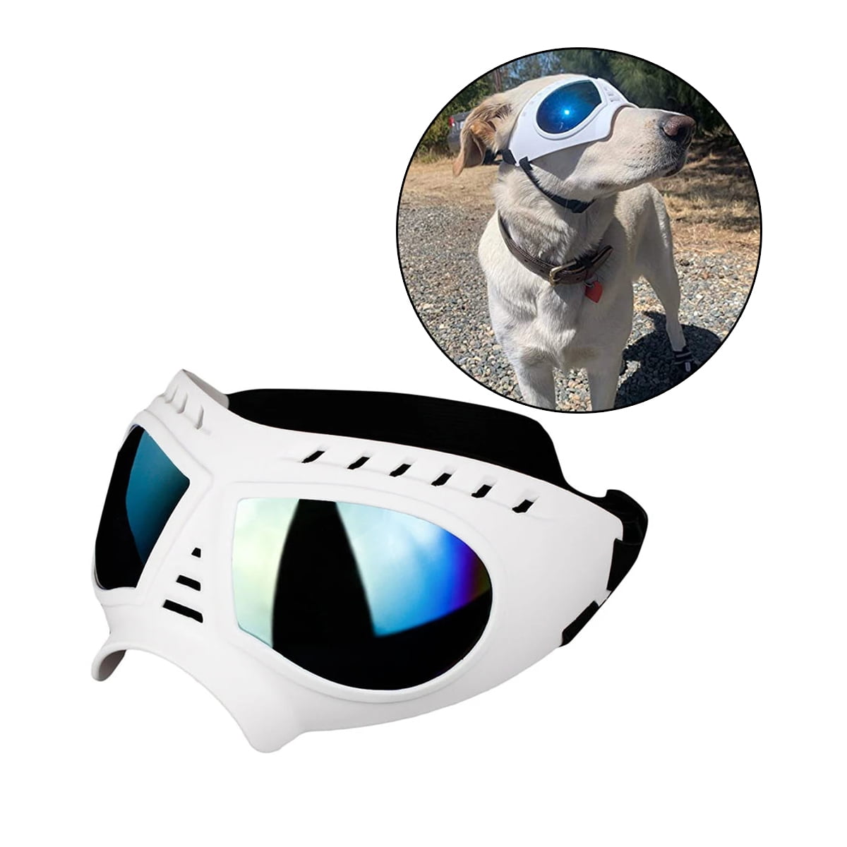 Do Blue Eyed Dogs Need Sunglasses