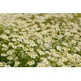 thumbnail image 2 of Jaynes Gallery 14x11 Black Ornate Wood Framed with Double Matting Museum Art Print Titled - USA-Colorado Wild chamomile flowers in a mountain meadow, 2 of 4