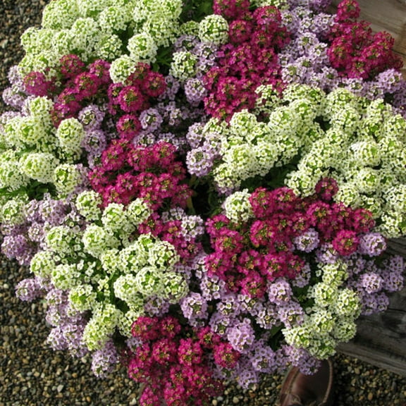 Green River Seeds 25 Sweet Alyssum Mixed Seeds - Tiny Colorful Flowers for Spring and Fall Gardening, Ideal for Hanging Baskets and Pathways