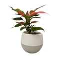 thumbnail image 3 of Mini Poinsettia in 3" White Self-Watering Pot - Live Plant, 3 of 4