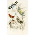 thumbnail image 2 of James Duncan 16x24 Black Ornate Framed Double Matted Museum Art Print Titled: Limacodes Micilia, Doraratifera Vulnerans (1833), 2 of 5